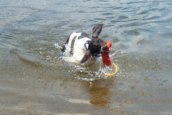 gsp in water