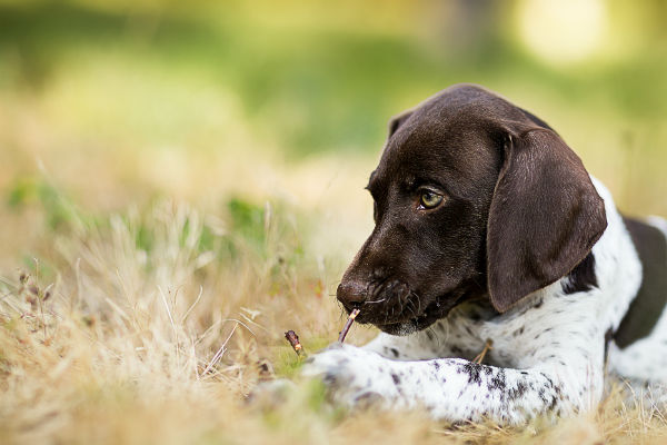 why do german shorthaired pointers shiver