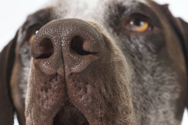 german shorthaired pointer nose