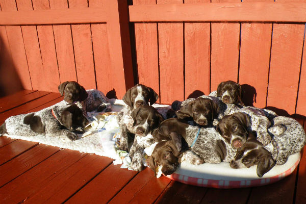 Cute german shorthaired store pointer