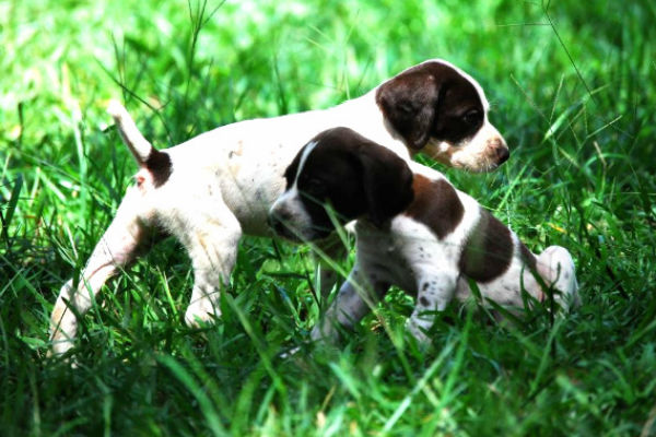 gsp pups in grass
