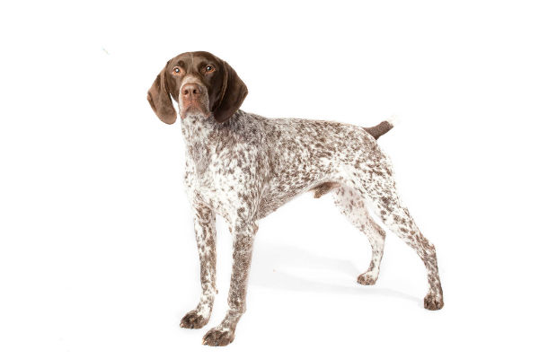 German short best sale tail pointer