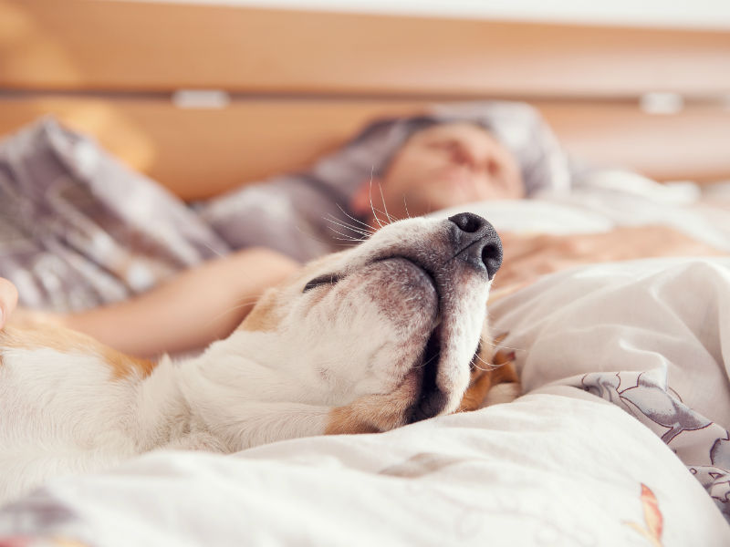 guy and beagle sleeping