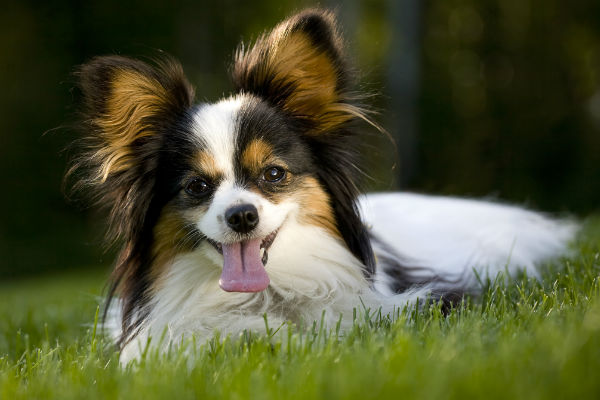 4 Fun Characteristics of the Papillon 