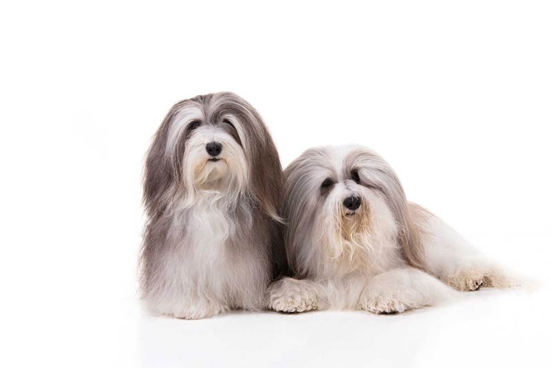 are havanese good service dogs