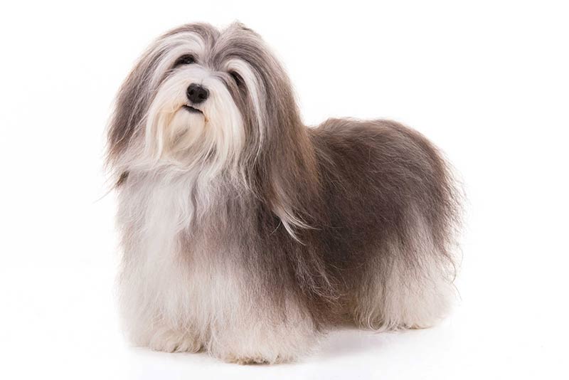 is a havanese a good family dog