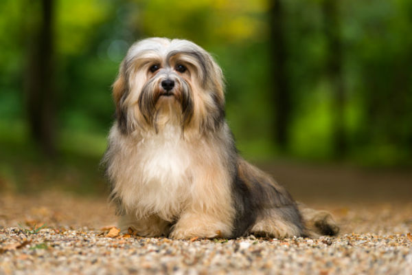 Cute Small Dogs: Cutest Dog Breeds That Stay Small