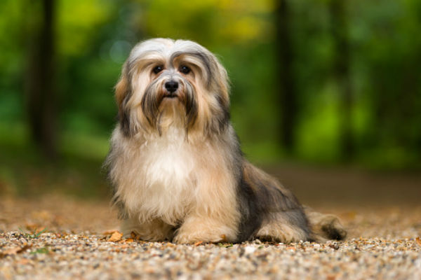 Nice small shop dog breeds