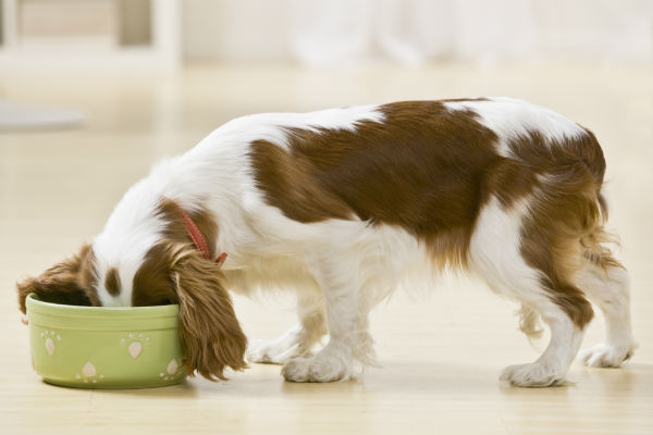 akc recommended dry dog food