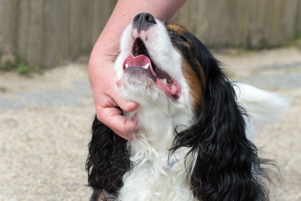 why do dogs put their head under your hand