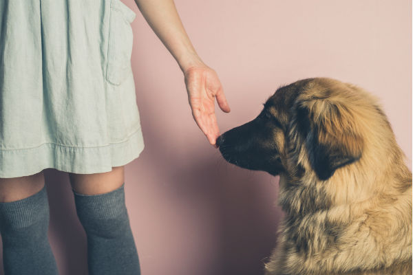 why do dogs put their head on your face