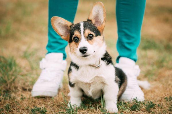 herding_corg