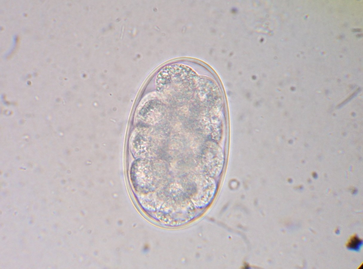 hookworm eggs in dogs