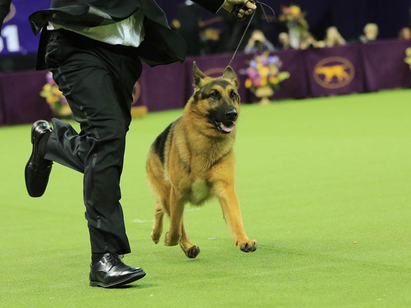 How to Watch Westminster American Kennel Club