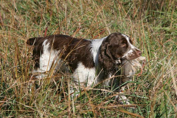 small hunting dog breeds