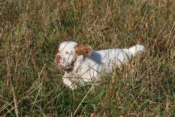 good hunting dog names