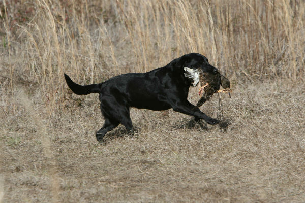 Gun dog 2024 names male