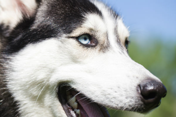 why white dogs are deaf