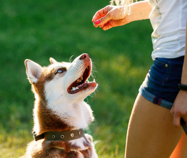 husky adolescent