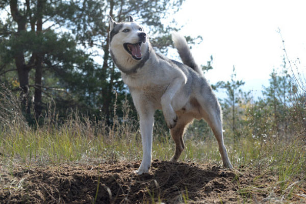 husky digging