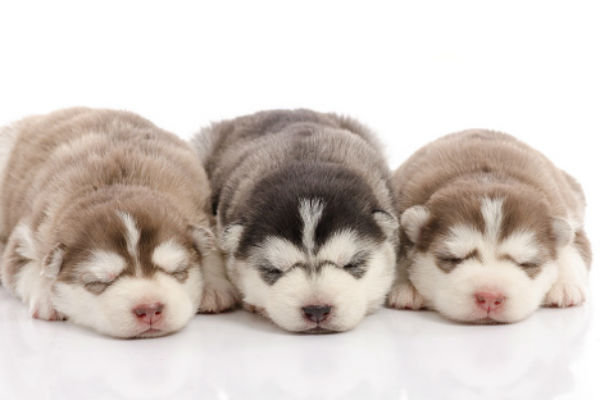 huskies