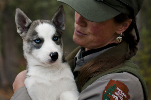 husky puppy