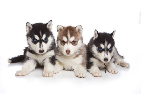 top husky names