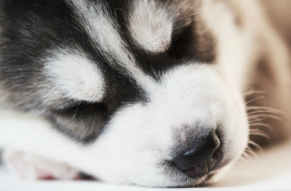 puppy sleep husky sleeping puppies schedule much