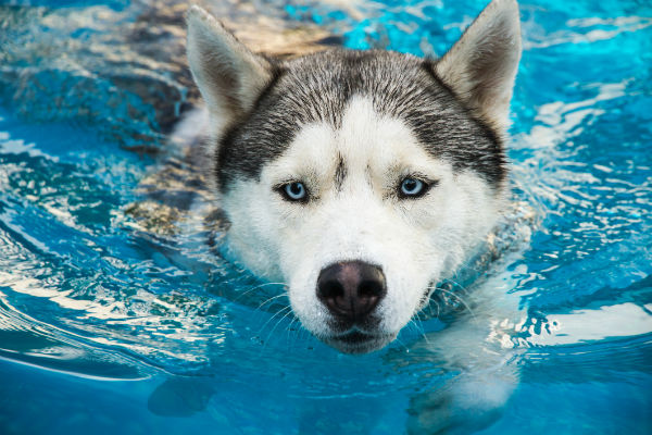 husky swimming