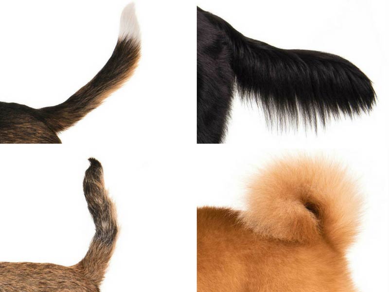 Dog Breed by Its Tail 