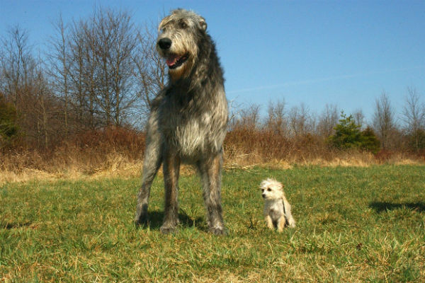 irish wolfhound