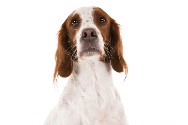 Irish red and store white setter breeders