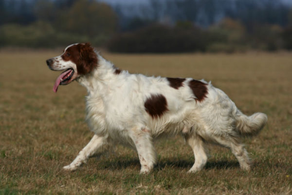 irish setter is a mixed breed