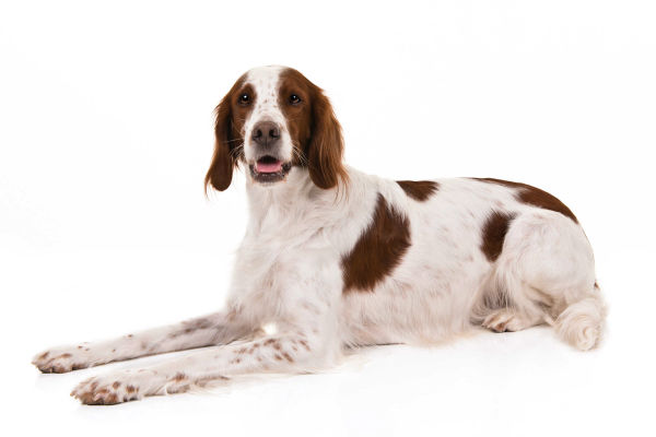 irish red and white setter puppy