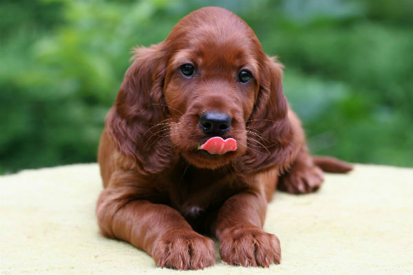 50 Cute Puppies You Ll Have To See To Believe American Kennel Club