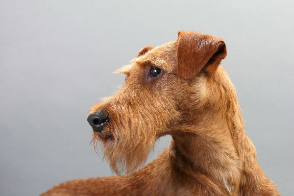 red wire haired terrier