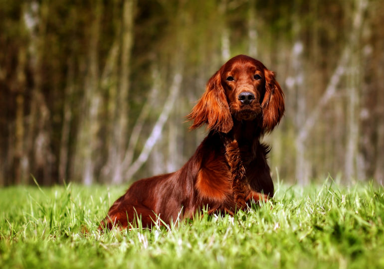 Aflede ubemandede skuespillerinde The Irish Setter: A Stunning Redhead and Much More Than Just a Pretty Face  – American Kennel Club