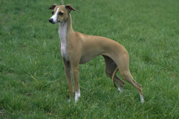 italian greyhound