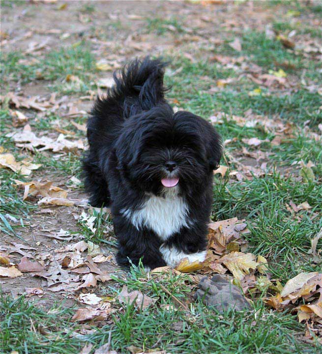 a lhasa apso dog