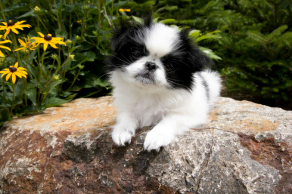 Japanese chin maltese mix puppies hot sale for sale