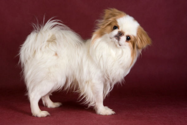 japanese chin and pekingese mix