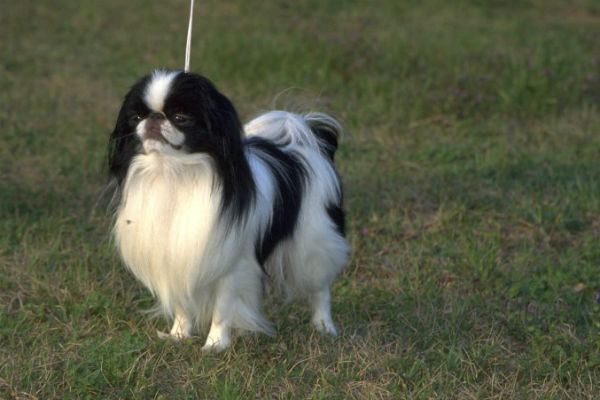 japanese chin body