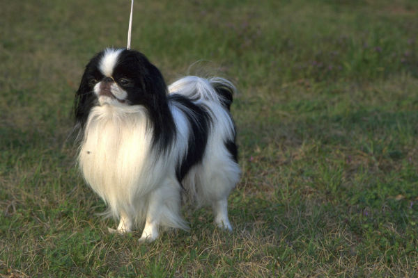 japanese chin