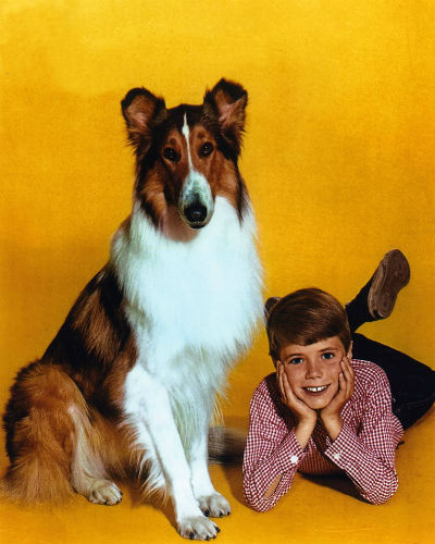 Lassie, Culture