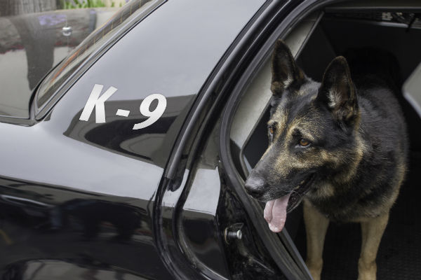 German Shepherd Dog K-9 in a car