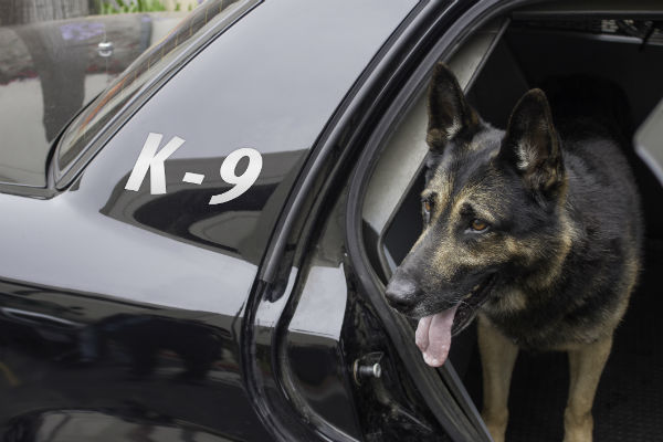 k9 police puppies