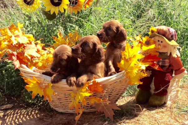 irish setter puppies