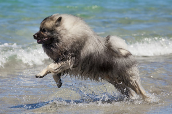 big fluffy white and grey dog