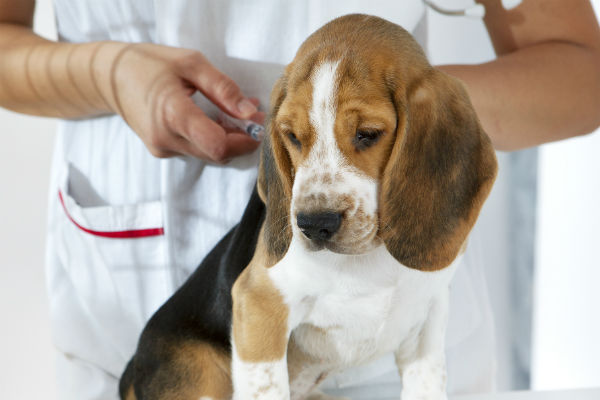 what injections do dogs need for kennels