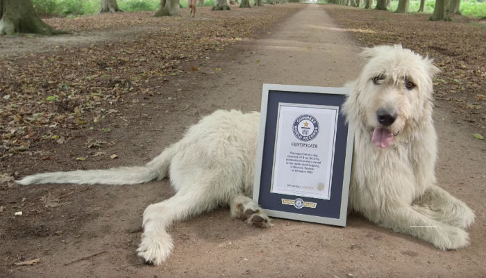 Tallest cheap irish wolfhound